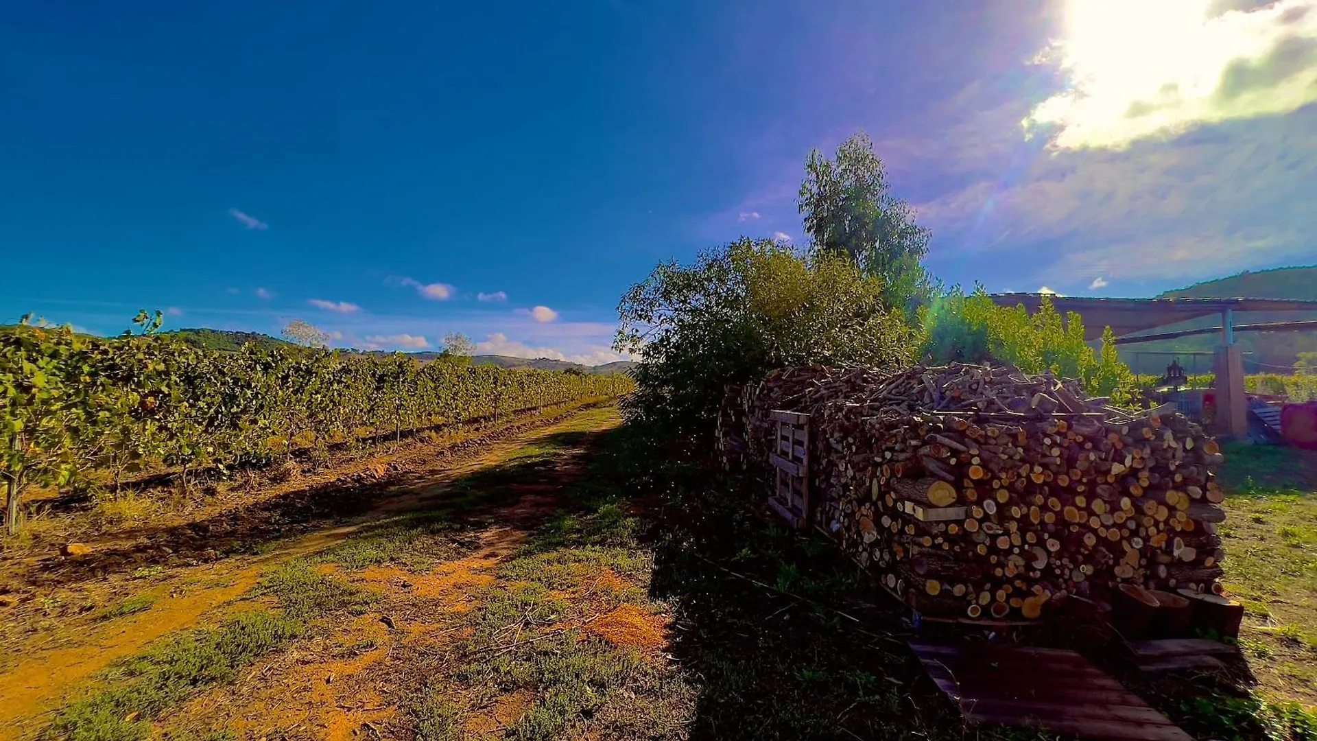 Carpine Agriturismo Bio In Maremma Alberese Apartment