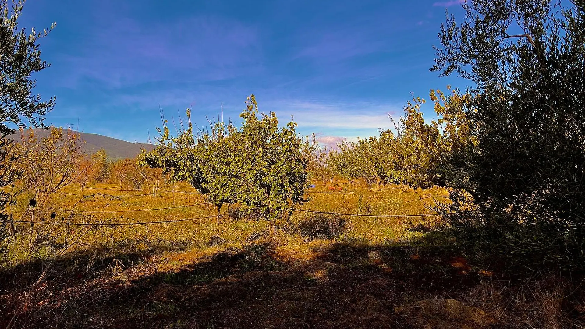 Carpine Agriturismo Bio In Maremma Alberese 0*,