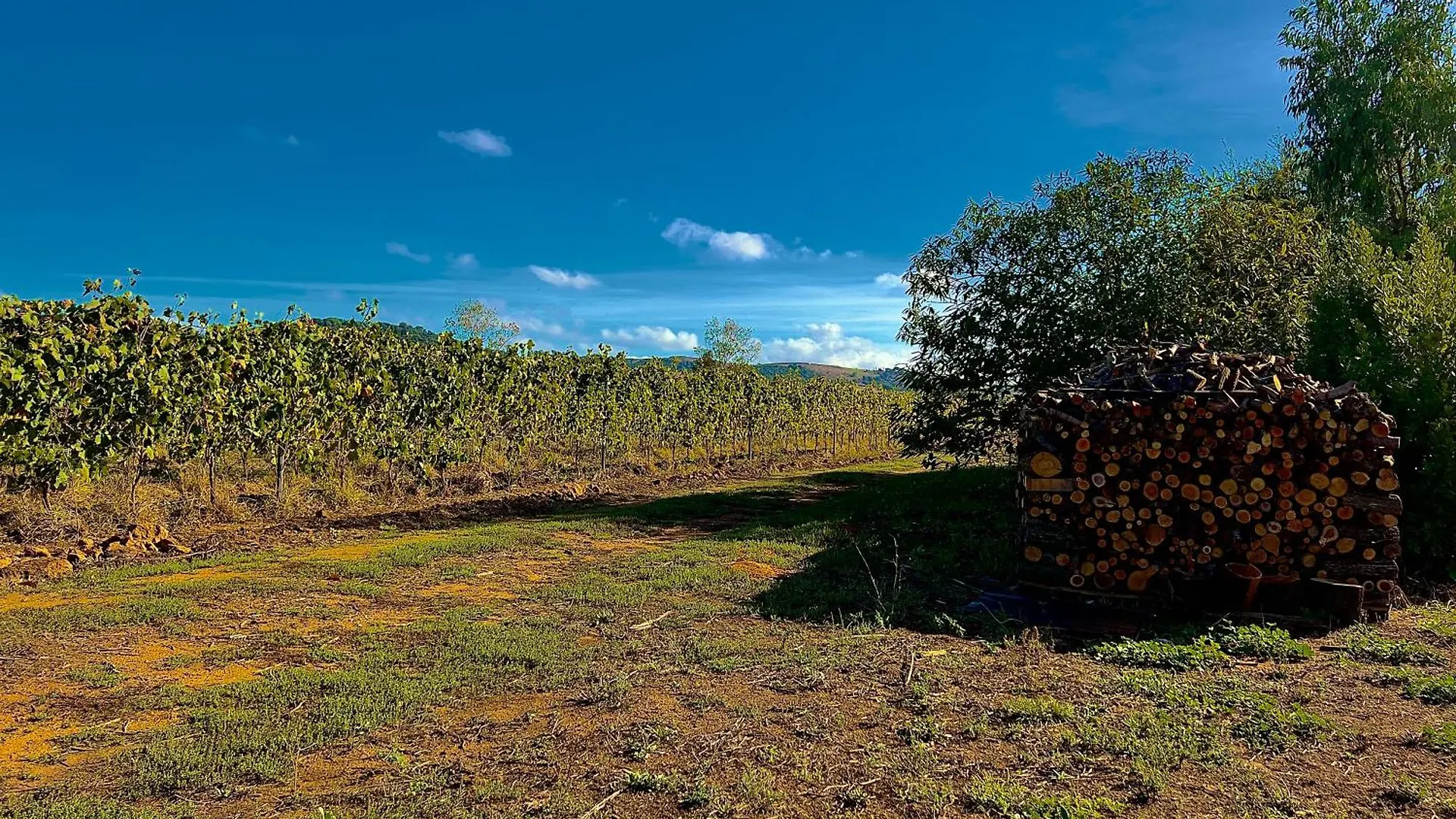 Carpine Agriturismo Bio In Maremma Alberese